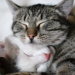 Thumbnail for Heartworm Awareness Month Begins
