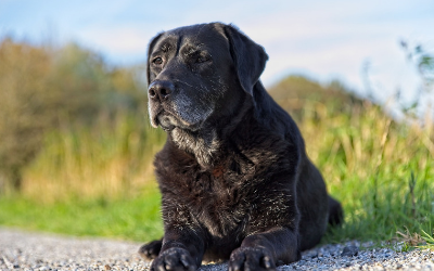 image for November is Adopt a Senior Pet Month!